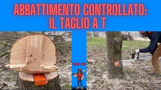 ABBATTIMENTO CONTROLLATO  TAGLIO A T CON MOTOSEGA E CUNEI [upl. by Atiloj]