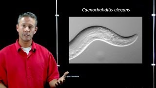 Probing the evolution of human language in a model organism [upl. by Morly]