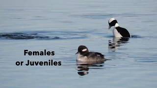 Bufflehead Ducks [upl. by Pillihp]