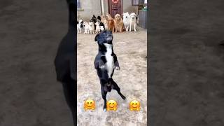 Cute dog dance shortsfunnyvideo dogrealfoolsteamfunny [upl. by Esidnac]