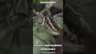 🐍 Listen to the SOUND of a venomous EASTERN DIAMONDBACK RATTLESNAKE rattling its tail 🐍 [upl. by Jocelin]