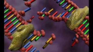 DNA replication animation by interact Medical [upl. by Yespmed496]