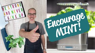 Time for Encourage MINT  AeroGarden Harvest Elite Review  Day 17 [upl. by Avin19]