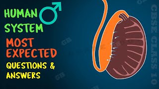 Male reproductive system Important questions  Ncert class 10  Biology  Science cbse syllabus [upl. by Jilleen882]