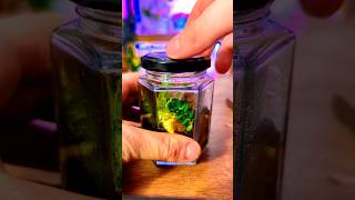 Mini Bioactive Terrarium In A Jar Time Lapse terrarium garden [upl. by Assilen]