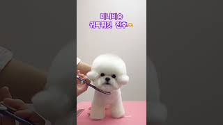 미니비숑 귀툭튀컷 전후❣️ Mini Bichon Frise Grooming minibichon 안양애견미용 cutedog shorts [upl. by Yereffej]