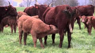 Bovin allaitant de race Salers en pâturage sur prairie [upl. by Lurleen]