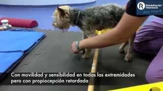 Rehabilitación Veterinaria Lesión medular cervical [upl. by Nnylannej]