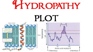 Hydropathy plot [upl. by Loesceke356]