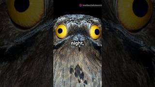 Night Predator The Great Potoo shorts nature [upl. by Malynda]