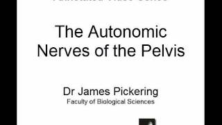 Autonomic Nerves of the Pelvis [upl. by Roderick]