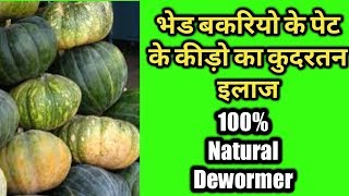 Natural Deworming for Sheep and Goats ll भेड बकरियो के लिए नैसर्गिक जंतनाशक🐐🐑 [upl. by Ardnuhsor]