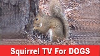 Squirrel TV  A Film For Dogs [upl. by Shaff]