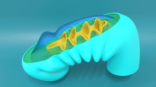 3D Embryology of Pharyngeal arches Pharyngeal Pouches Pharyngeal clefts and Pharyngeal Apparatus [upl. by Uyekawa]