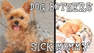 Talking Dog Bothers Sick Mommy Funny Yorkies [upl. by Clabo189]