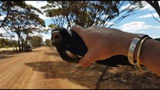 New Baby Magpie Rescue  Car Injured  Possible Broken Wing [upl. by Mamoun]