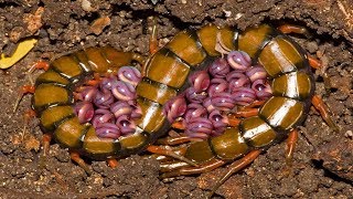 Mother Centipede Laying Eggs Beyond Father Centipedes Protection His Family [upl. by Attenov692]