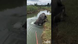 Talent buffalo Jump in the River shorts [upl. by Thanh]