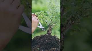 Making Bonsai from Collected Material 🪴 [upl. by Lerret968]