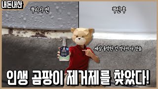 곰팡이 흔적까지 녹인다 영국이 만든 흉악한 곰팡이제거제 아스토니쉬 곰팡이제거제 리뷰ㅣ내돈내산 [upl. by Denison]