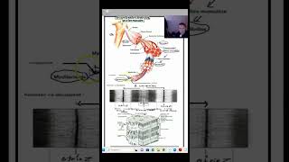 structure du musclela fibre musculaire et la myofibrille [upl. by Antipus486]