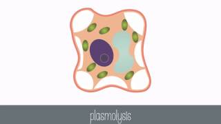 Passive Transport Part 2 [upl. by Bartel]