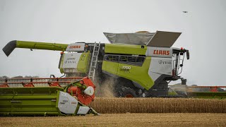 Claas Lexion 7700 760 TerraTrac Wheat Harvest in Hungary  Beniiphotography [upl. by Woodhouse]