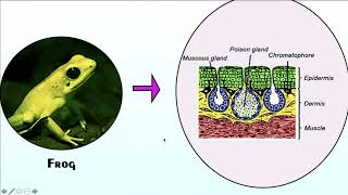 First Biology EvoDevo Course Point 6467 [upl. by Aiceila]