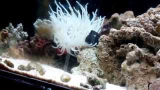 Condylactis anemone hosting domino damsel [upl. by Accissej]