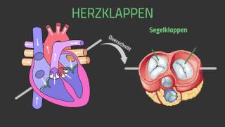 Der Aufbau des Herzens 2016 einfach erklärtAUFBAU HERZ [upl. by Aisek]