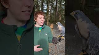 Fastest Bird Species Peregrine Falcon [upl. by Ryder]