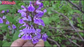 ⟹ Common sage flowers  Salvia officinalis  Growing sage in the garden [upl. by Annala]