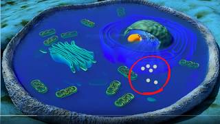 Cell organelles basics [upl. by Aciretnahs]