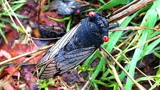 Cicada Swarm Plague Frenzy Caught On iPhone Camera [upl. by Siskind]