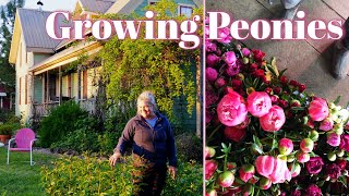 Growing Peonies In The Landscape amp Cut Flower Farm [upl. by Derreg]