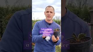 How to propagate Weigela plants flowers garden gardening weigela propagating [upl. by Barr]