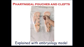 Pharyngeal pouches and clefts  Explained with embryology model  For firstyear medical students [upl. by Niamart]