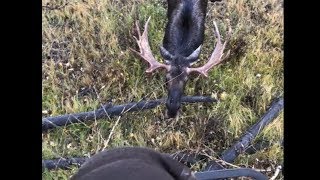 INSANE MOOSE ENCOUNTER 4 ft [upl. by Airdnal365]