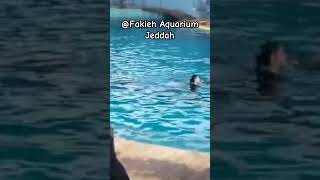 Dolphin Show at Fakieh Aquarium jeddahcornichedolphinfamilyfun [upl. by Rezzani]