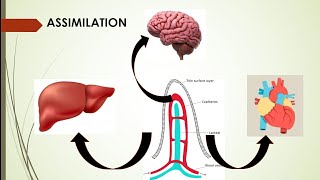 Human Digestion process of Assimilation And egestion Part3 LIFE PROCESS class 9 Biology [upl. by Letitia]