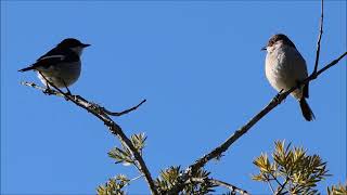 Fiscal Flycatcher Call  Blissful Birding  Bird Calls [upl. by Shena385]