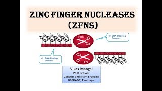 Genome Editing  Zinc Finger Nuclease Part 1 Lecture by Vikas Mangal [upl. by Nirol820]