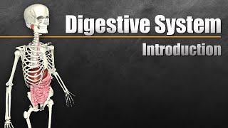 An Introduction to the Digestive System [upl. by Alicec843]