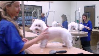 White Poodles being Groomed at Petsmart How much price does cost dog groomed nails paws teeth ears [upl. by Moskow]