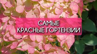 Самые КРАСНЫЕ ГОРТЕНЗИИ в нашем саду [upl. by Aisaim538]