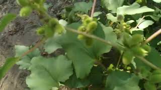 Spotlight on Plants Cocklebur Xanthium strumarium 9622 Tecolote Canyon San Diego [upl. by Enayd]