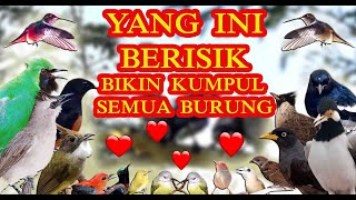 Suara Pikat Anti Zonk Segala Jenis Burung Bisa [upl. by Godrich]