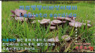 자주방망이버섯아재비Lepista sordida와 유사한 백청색자주방망이버섯Lepista glaucocana 민자주방망이버섯 Lepista nuda 비교해보기 [upl. by Yrocaj]