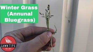 How To Get Rid Of Wintergrass Annual Bluegrass Poa Annua in Your Lawn [upl. by Hwu]