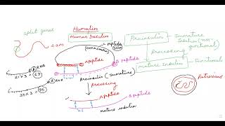 APPLICATION OF BIOTECHNOLOGYHUMULIN HUMANINSULIN [upl. by Aracaj]